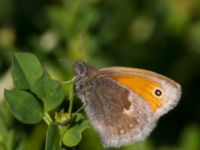 Coenonympha pamphilus Listarums grushed, Tomelilla, Skåne, Sweden 20140525_0197