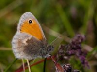 Coenonympha pamphilus Skansen, Simrishamn, Skåne, Sweden 20130606B-235