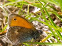 Coenonympha pamphilus Snärjet, Eslöv, Skåne, Sweden 20130608B-12