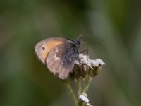 Coenonympha pamphilus Tygelsjö ängar, Malmö, Skåne, Sweden 20210912_0067