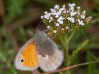 Coenonympha pamphilus Vitberget, Älvsbyn, Norrbotten, Sweden 20150711_0038