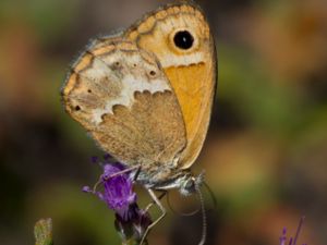 Coenonympha thyrsis - Cretan Small Heath - Kretensk kamgräsfjäril