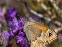 Coenonympha thyrsis Gianna Korifi, Crete, Greece 20130709B 368