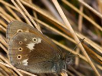 Coenonympha tullia Traneröds mosse, Eslöv, Skåne, Sweden 20130615B-303