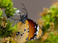 Danaus chrysippus Betancuria, Fuerteventura, Canary Islands, Spain 20120222B 209