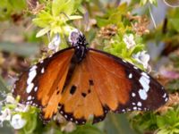 Danaus chrysippus Betancuria, Fuerteventura, Canary Islands, Spain 20120222B 213