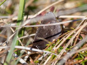 Erebia discoidalis - Red-disked Alpine