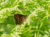 Erebia ligea Fjärilsvägen, Grinduga, Gävle, Gästrikland, Sweden 20150705B_1158