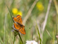 Euphydryas aurinia Högmosse Vanserums malm, Borgholm, Öland, Sweden 20150606_0227