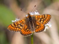 Euphydryas aurinia Högmosse Vanserums malm, Borgholm, Öland, Sweden 20150606_0265