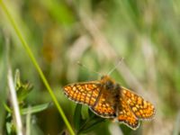 Euphydryas aurinia Lenstad, Mörbylånga, Öland, Sweden 20170526_0372