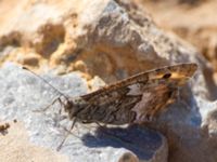 Hipparchia cretica Lashiti, Crete, Greece 20110925B (25)