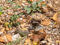 Hipparchia fagi Botanical Garden Biokovo, Kotinica, Tucepi, Croatia 20170804_1712