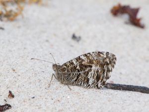 Hipparchia semele - Grayling - Sandgräsfjäril