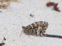 Hipparchia semele Hallands Väderö, Båstad, Skåne, Sweden 20160807_0131