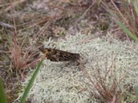 Hipparchia semele Sandhammaren, Ystad, Skåne, Sweden 20170730_0077