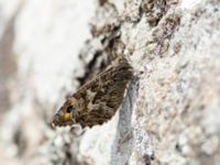 Hipparchia semele Stenshuvud, Simrishamn, Skåne, Sweden 20180706_0002