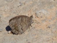 Hipparchia statilinus Olinovki, Crimea, Russia 20150911_0354