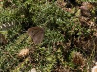 Hipparchia statilinus Sveti Jure, Biokovos Nature Park, Tucepi, Croatia 20170802_1494