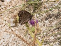 Hipparchia statilinus Sveti Jure, Biokovos Nature Park, Tucepi, Croatia 20170802_1499