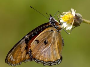 Hypolimnas misippus - Common Diadem