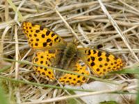 Issoria lathonia Måryd fd fälad, Lund, Skåne, Sweden 20180624_0104