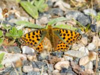 Issoria lathonia Skanörs ljung, Falsterbohalvön, Vellinge, Skåne, Sweden 20200718_0074