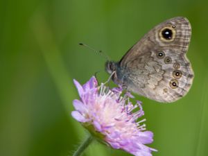 Lasiommata maera - Large Wall Brown Butterfly - Vitgräsfjäril