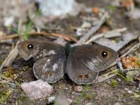 Lasiommata maera Bråfors, Norberg, Västmanland, Sweden 20150705_0992