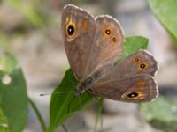 Lasiommata maera Fjärilsvägen, Grinduga, Gävle, Gästrikland, Sweden 20150705_1216