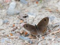 Lasiommata maera Fjärilsvägen, Grinduga, Gävle, Gästrikland, Sweden 20150705_1298