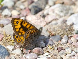 Lasiommata megera - Wall Brown - Svingelgräsfjäril