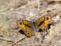 Lasiommata megera Nemrut Dagi, Turkey 20120704 024