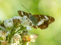 Limenitis camilla Järavallen, Kävlinge, Skåne, Sweden 20160713B_0131