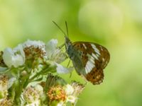 Limenitis camilla Järavallen, Kävlinge, Skåne, Sweden 20160713B_0133