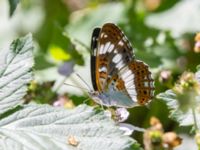 Limenitis camilla Järavallen, Kävlinge, Skåne, Sweden 20240625_0083