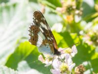 Limenitis camilla Järavallen, Kävlinge, Skåne, Sweden 20240625_0097