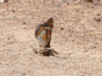 Limenitis populi Ekestad, Kristianstad, Skåne, Sweden 20220626_0059