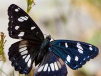 Limenitis reducta Akseki, Turkey 20120707B 129