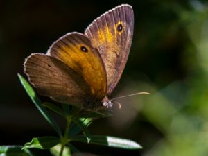 Maniola telmessia - Turkish Meadow Brown - Turkisk slåttergräsfjäril