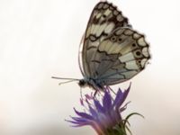 Melanargia larissa Akseki graveyard, Turkey 20120625B 245