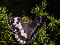 Melanargia larissa Balkan Marbled White Akseki pine wood, Turkey 20120625B 055