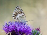 Melanargia larissa Balkan Marbled White Akseki pine wood, Turkey 20120625C 048