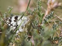 Melanargia russiae Nemrut Dagi, Turkey 20120704 060