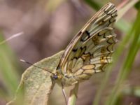 Melanargia russiae Nemrut Dagi, Turkey 20120704B 264