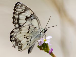 Melanargia titea - Levantine Marbled White - Turkiskt schackbräde