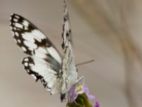 Melanargia titea Mount Gilboa, Israel 20130331B 245