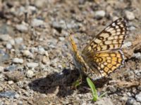 Melitaea arduinna Nemrut Dagi, Turkey 20120704 436