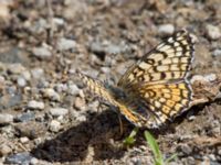 Melitaea arduinna Nemrut Dagi, Turkey 20120704 438