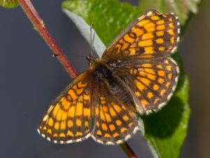 Melitaea athalia - Heath Fritillary - Skogsnätfjäril